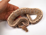 Load image into Gallery viewer, 2022 Female Desert Ghost Pinstripe Ball Python. SALE!