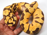 Load image into Gallery viewer, 2022 Male Pastel Super Enchi Fader (Odium) Possible Het Pied Ball Python - Hatin Henry