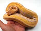 Load image into Gallery viewer, 2022 Female Coral Glow Cinnamon Calico Pinstripe Poss Special  Ball Python - SALE!