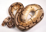 Load image into Gallery viewer, 2022 Female Bumble Bee Double Het Clown Het Genetic Stripe Ball Python - SALE!