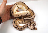 Load image into Gallery viewer, 2022 Female Bumble Bee Double Het Clown Het Genetic Stripe Ball Python - SALE!