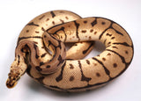 Load image into Gallery viewer, 2022 Female Bumble Bee Leopard EMG Ball Python - SALE!