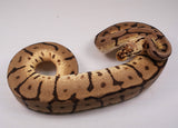 Load image into Gallery viewer, 2022 Female Bumble Bee Leopard EMG Ball Python - SALE!