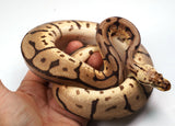 Load image into Gallery viewer, 2022 Female Bumble Bee Leopard EMG Ball Python - SALE!