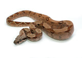 Load image into Gallery viewer, Male Red Tiger Boa Constrictor