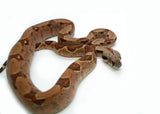 Load image into Gallery viewer, Male Red Tiger Boa Constrictor