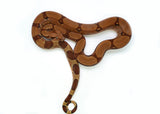 Load image into Gallery viewer, Female Red Tiger Boa Constrictor