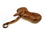 Load image into Gallery viewer, Female Red Tiger Boa Constrictor