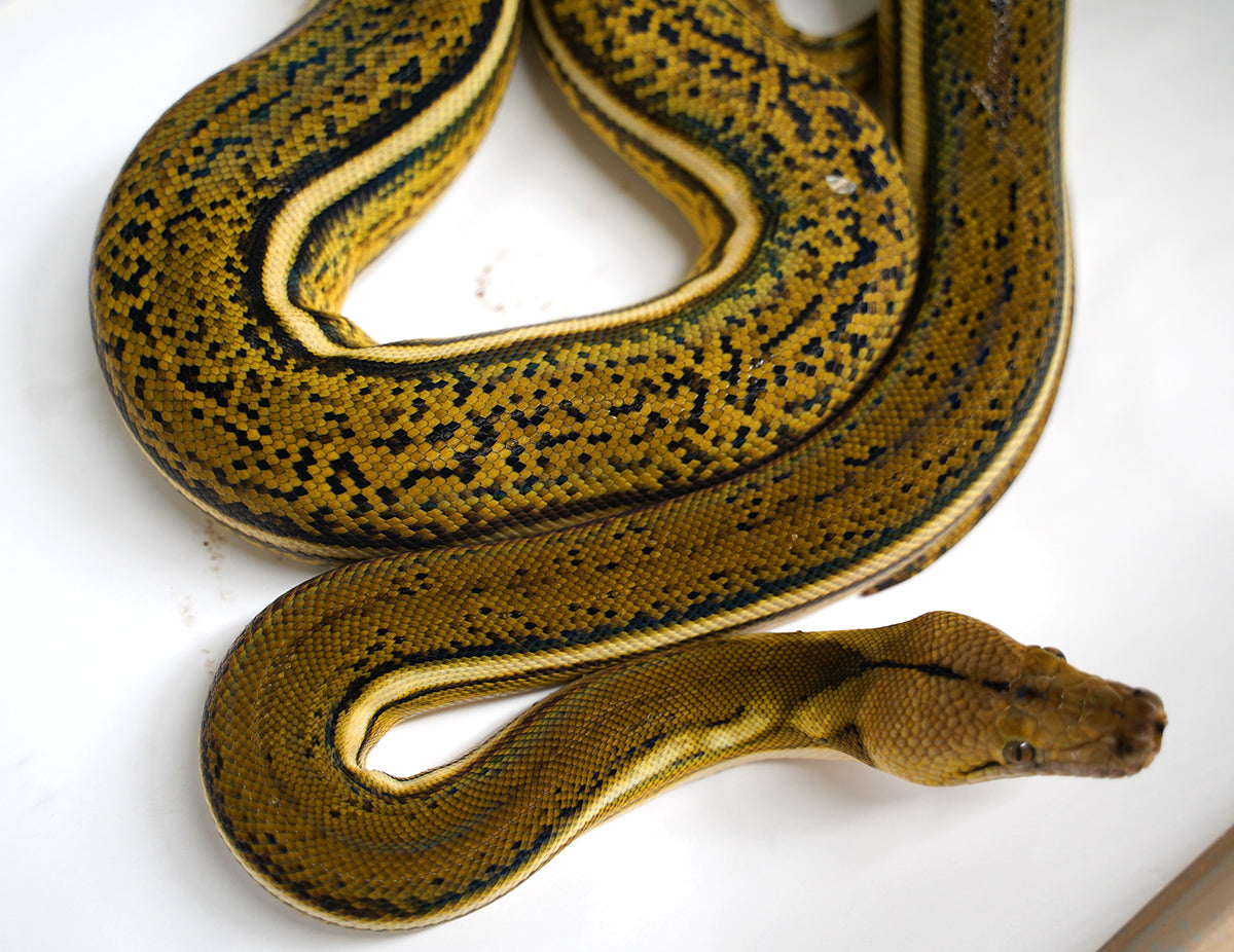 Female Tiger Anthrax Reticulated Python - Hold Back - SALE! – New ...