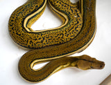Load image into Gallery viewer, Female Super Tiger Anthrax Reticulated Python - Hold Back