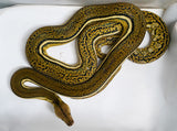 Load image into Gallery viewer, Female Super Tiger Anthrax Reticulated Python - Hold Back