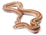 Load image into Gallery viewer, 2023 Female Matias Rosy Boa