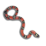 Load image into Gallery viewer, 2023 Female Het Splotched Sinaloan Milk Snake