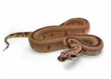 Load image into Gallery viewer, Male Jungle Labyrinth 66% Possible het. Albino 50% Possible het. Anerytheristic Boa Constrictor