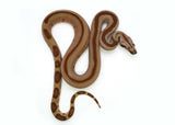 Load image into Gallery viewer, Male Jungle Labyrinth 66% Possible het. Albino 50% Possible het. Anerytheristic Boa Constrictor