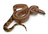 Load image into Gallery viewer, Male Jungle Labyrinth 66% Possible het. Albino 50% Possible het. Anerytheristic Boa Constrictor