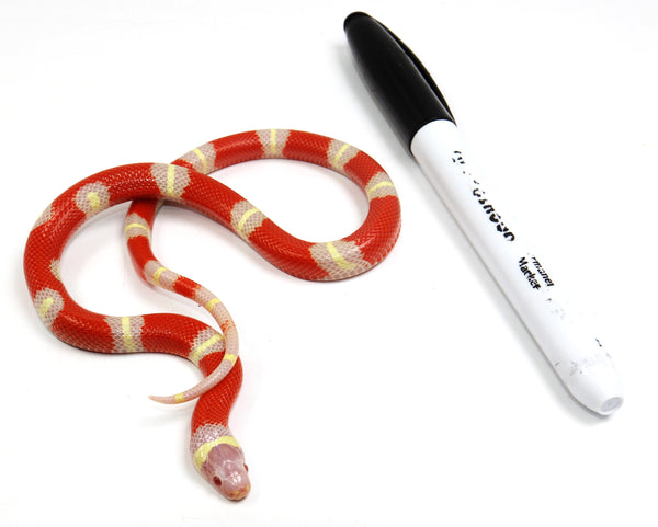 2023 Female Albino Sinaloan Milk Snake – New England Reptile - NERD