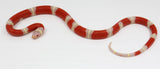 Load image into Gallery viewer, 2023 Female Albino Sinaloan Milk Snake