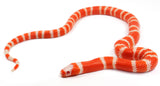 Load image into Gallery viewer, 2023 Female Albino Honduran Milk Snake