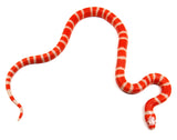 Load image into Gallery viewer, 2023 Female Albino Honduran Milk Snake