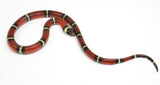 Load image into Gallery viewer, 2023 Female Sinaloan Milk Snake