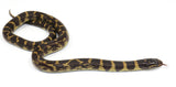 Load image into Gallery viewer, 2023 Female Marina Del Rey King Snake