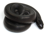 Load image into Gallery viewer, 2023 Female Mexican Black King Snake