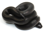 Load image into Gallery viewer, 2023 Female Mexican Black King Snake