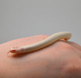 Load image into Gallery viewer, &quot;Love Bug&quot; 2024 Male High White Albino California King Snake