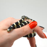 Load image into Gallery viewer, &quot;Beetlejuice&quot; 2024 Unsexed Black and White Banded California King Snake