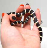 Load image into Gallery viewer, &quot;Beetlejuice&quot; 2024 Unsexed Black and White Banded California King Snake