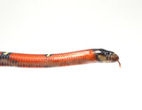 Load image into Gallery viewer, 2024 Unsexed Blotched Sinaloan Milk Snake