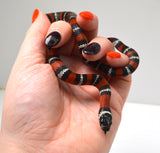 Load image into Gallery viewer, 2024 CBB Male Black Milk Snake