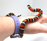 Load image into Gallery viewer, &quot;Ichabod&quot; 2024 CBB Male Black Milk Snake