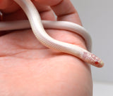 Load image into Gallery viewer, 2024 Unsexed High White Albino California King Snake