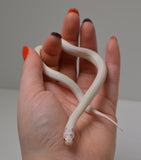 Load image into Gallery viewer, 2024 Unsexed High White Albino California King Snake