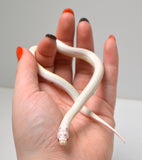 Load image into Gallery viewer, 2024 Unsexed High White Albino California King Snake