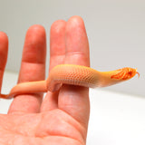 Load image into Gallery viewer, 2024 Female Albino Super Conda Het Snow Western Hognose (Heterodon nasicus)