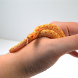 Load image into Gallery viewer, 2024 Female Albino Conda het Snow Western Hognose (Heterodon nasicus)