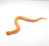 Load image into Gallery viewer, 2024 Female Albino Conda het Snow Western Hognose (Heterodon nasicus)