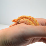 Load image into Gallery viewer, 2024 Female Albino Conda het Snow Western Hognose (Heterodon nasicus)