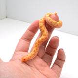 Load image into Gallery viewer, 2024 Female Albino Conda het Snow Western Hognose (Heterodon nasicus)