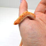 Load image into Gallery viewer, 2024 Female Albino Conda het Snow Western Hognose (Heterodon nasicus)