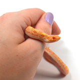 Load image into Gallery viewer, 2024 Female Albino Conda het Snow Western Hognose (Heterodon nasicus)