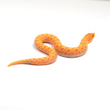 Load image into Gallery viewer, 2024 Female Albino Conda het Snow Western Hognose (Heterodon nasicus)