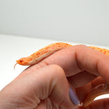 Load image into Gallery viewer, 2024 Female Albino Conda het Snow Western Hognose (Heterodon nasicus)