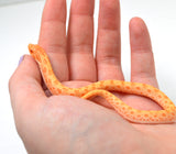 Load image into Gallery viewer, 2024 Female Albino Conda het Snow Western Hognose (Heterodon nasicus)