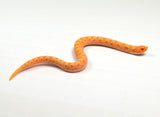 Load image into Gallery viewer, 2024 Female Albino Conda het Snow Western Hognose (Heterodon nasicus)