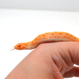 Load image into Gallery viewer, 2024 Female Albino Conda het Snow Western Hognose (Heterodon nasicus)