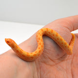 Load image into Gallery viewer, 2024 Female Albino Conda het Snow Western Hognose (Heterodon nasicus)